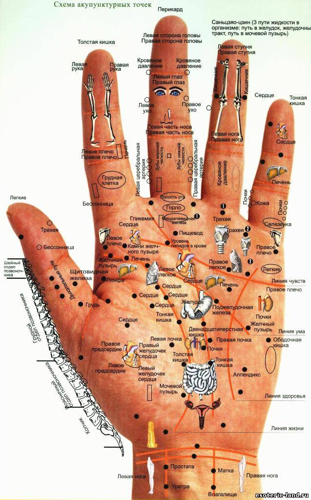 Диагностика болезней по кистям рук и ладоням thumbnail